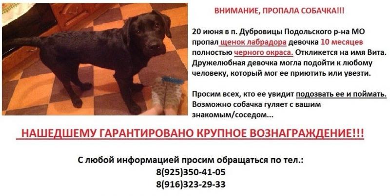 Что такое лабрадор стих Что такое лабрадор стих